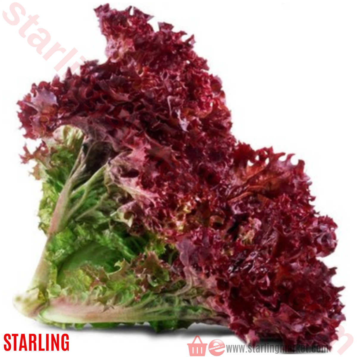 MARUL ITHAL LOLOROSO