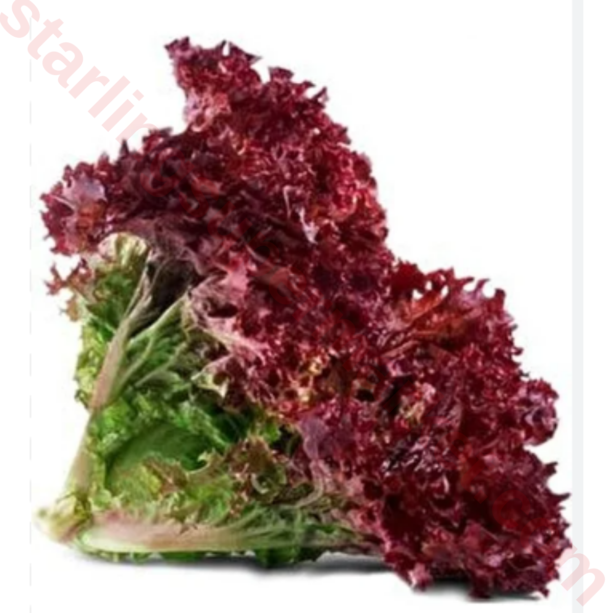 MARUL RENKLI LOLOROSO