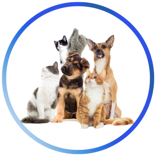 Pet Shop